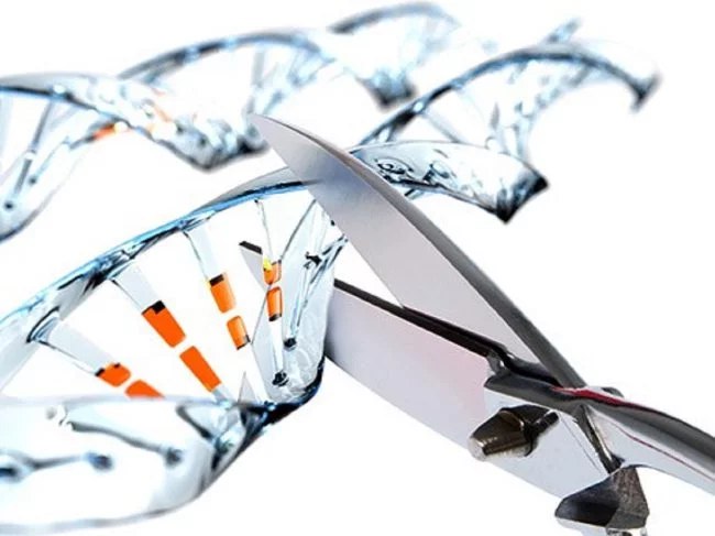Ученые нашли необычное применение редактору генома CRISPR