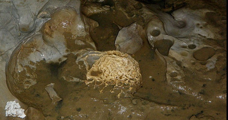 флора и фауна Пещера Мовиле