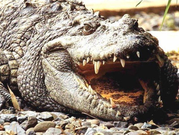 Лютые звери и крокодилы русских летописей