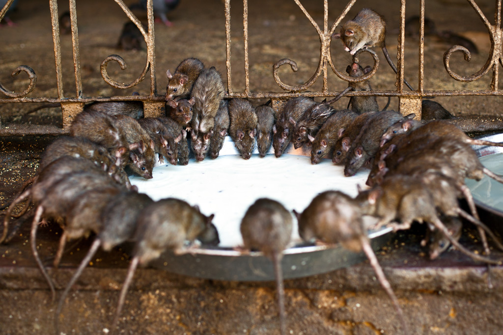 храм, где преклоняются крысам