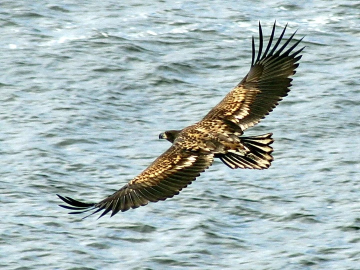 Орел на Байкале