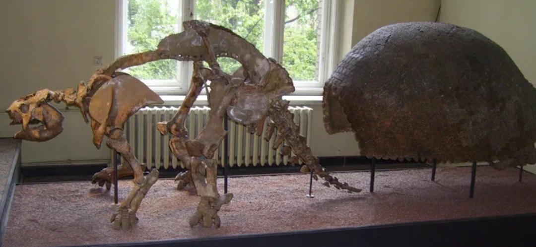 скелет динозавра с панцирем
