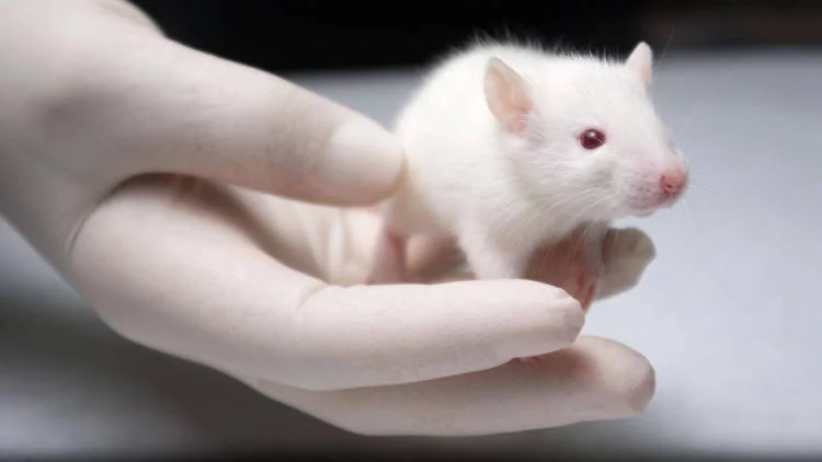Лабораторные мыши до сих пор остаются любимыми подопытными в научных лабораториях по всему миру