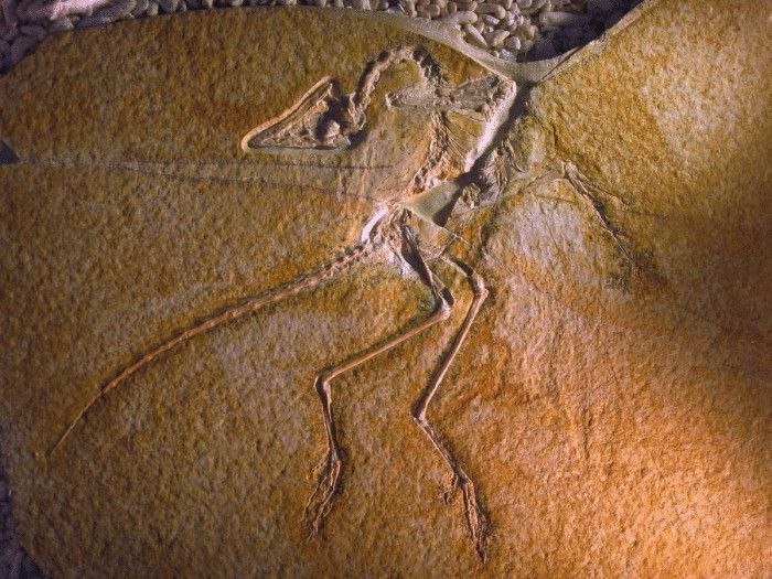 Ископаемый археоптерикс