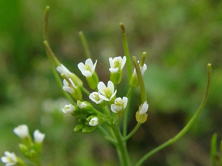 Резуховидка Таля (Arabidopsis thaliana). В настоящее время растение распространилось по всем континентам, кроме Антарктиды