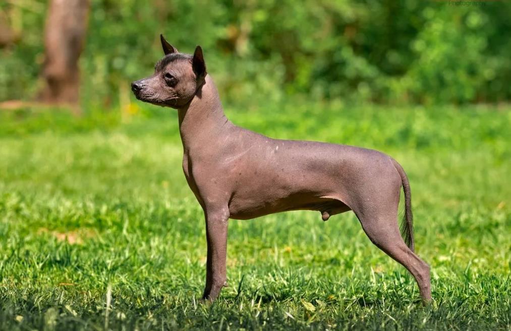Ксолоитцкуинтли – древнейшая порода собак