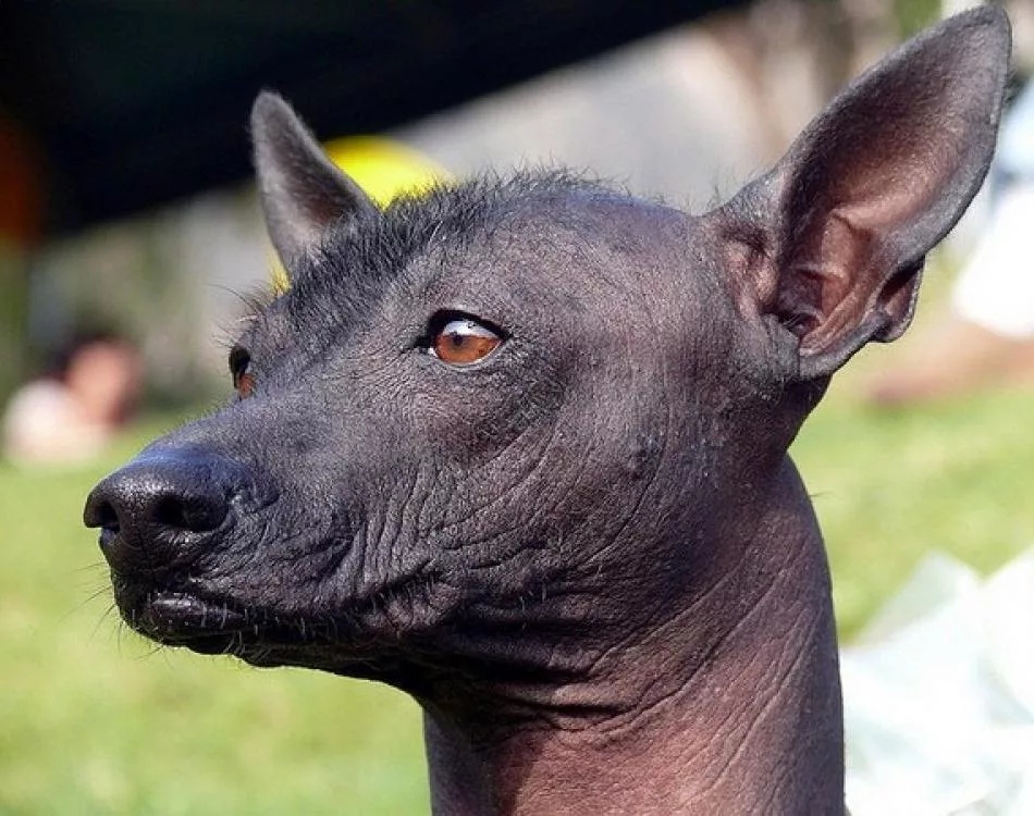 Ксолоитцкуинтли – древнейшая порода собак