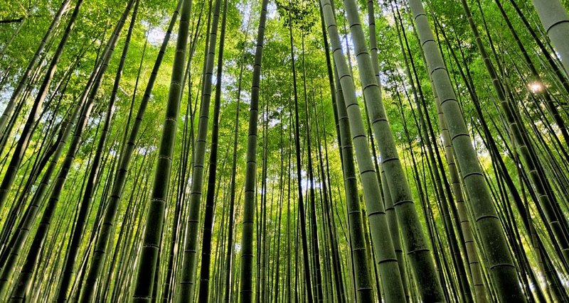 бамбук