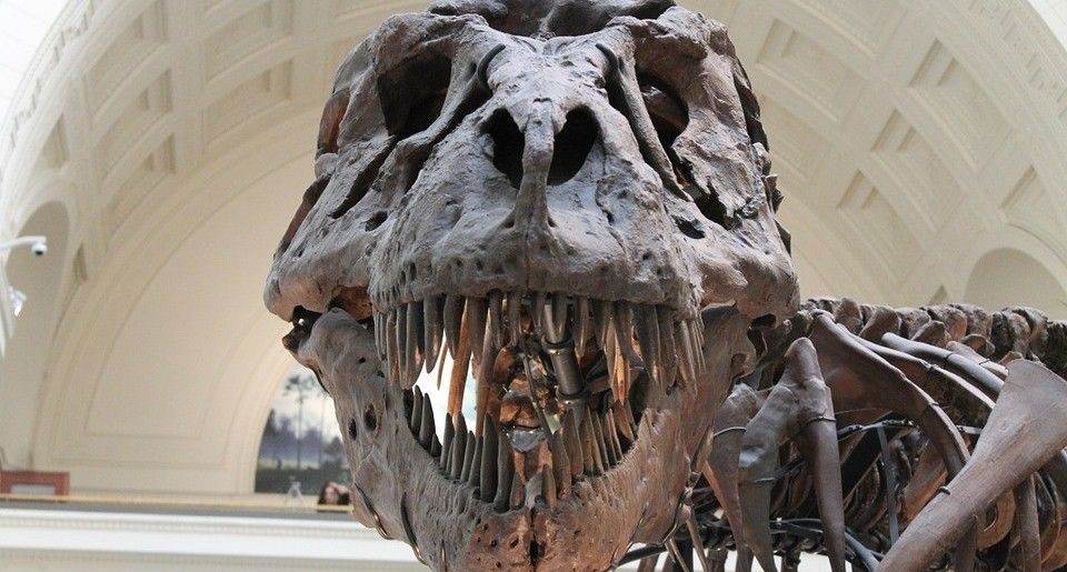 череп динозавра