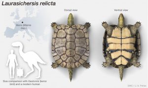 описание черепахи