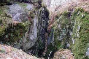 Рачейский бор